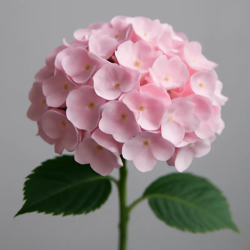 Ortensia rosa in un bouquet estivo