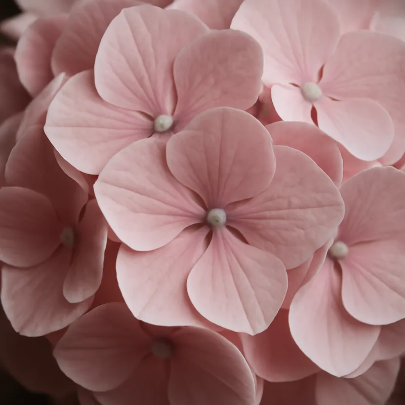 Ortensia rosa - immagine 2