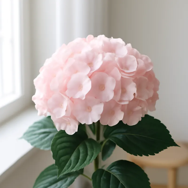 Ortensia rosa - immagine 3