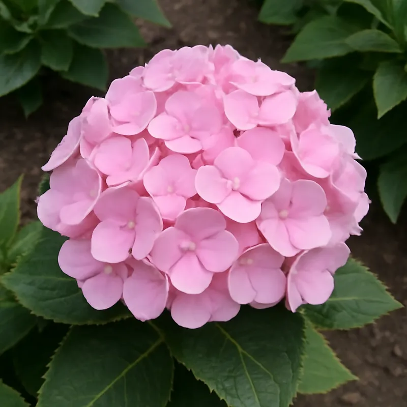 Ortensia rosa - immagine 4