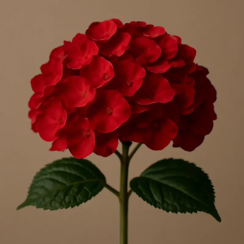 Ortensia rossa