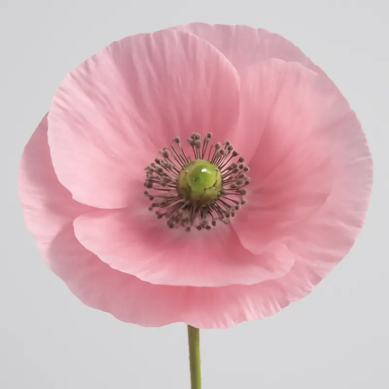 Papavero rosa