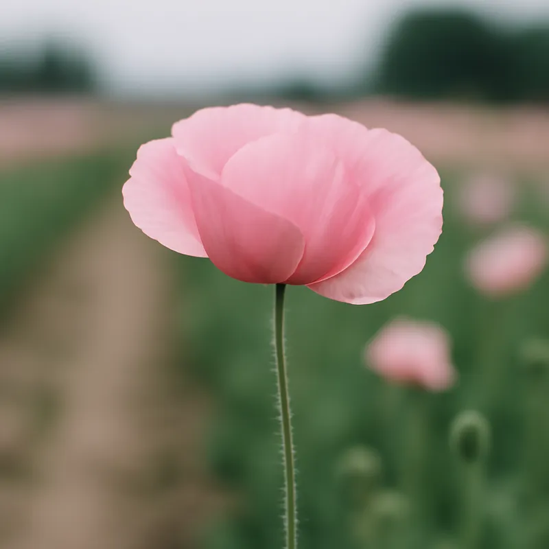 Papavero rosa - immagine 4
