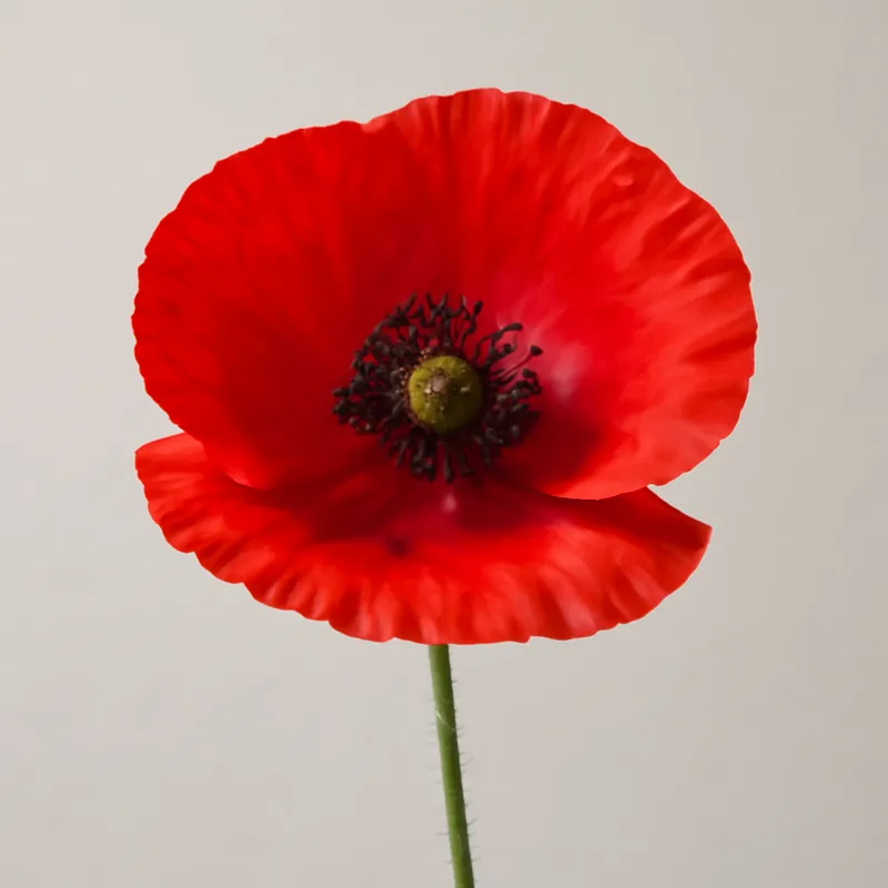 Papavero rosso