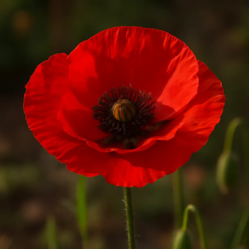 Papavero rosso - immagine 4