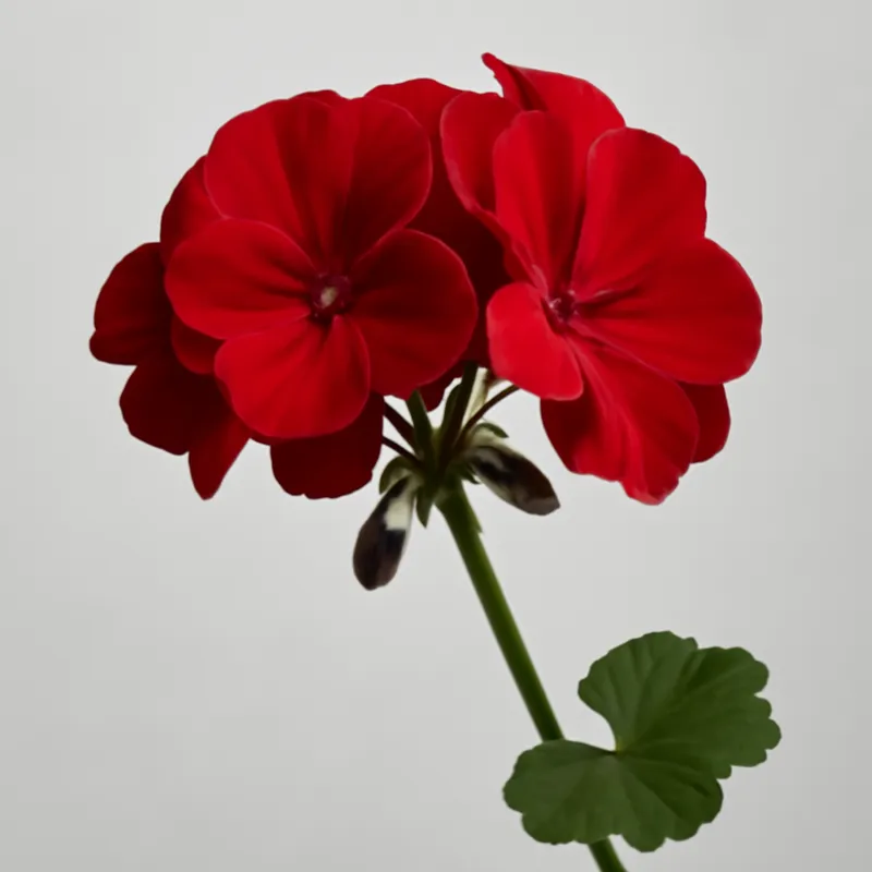 Pelargone rosso