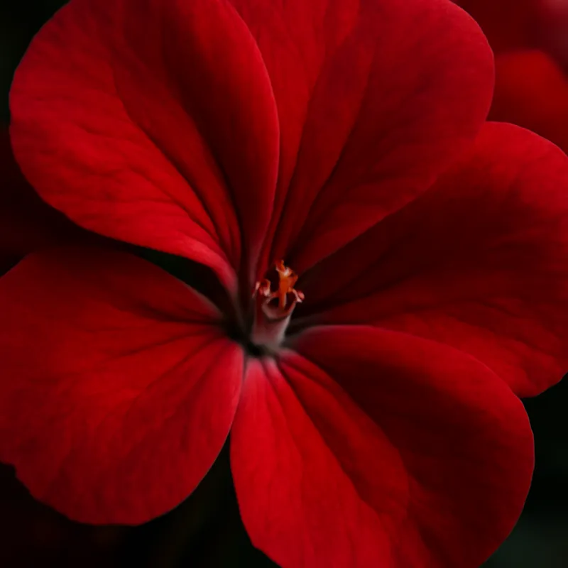 Pelargone rosso - immagine 2