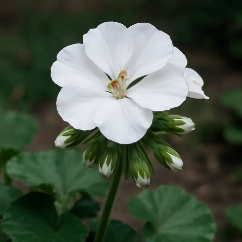 Pelargonio bianco - immagine 4