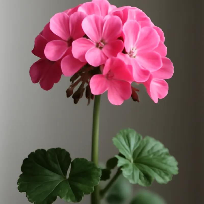 Pelargonio classico - immagine 1