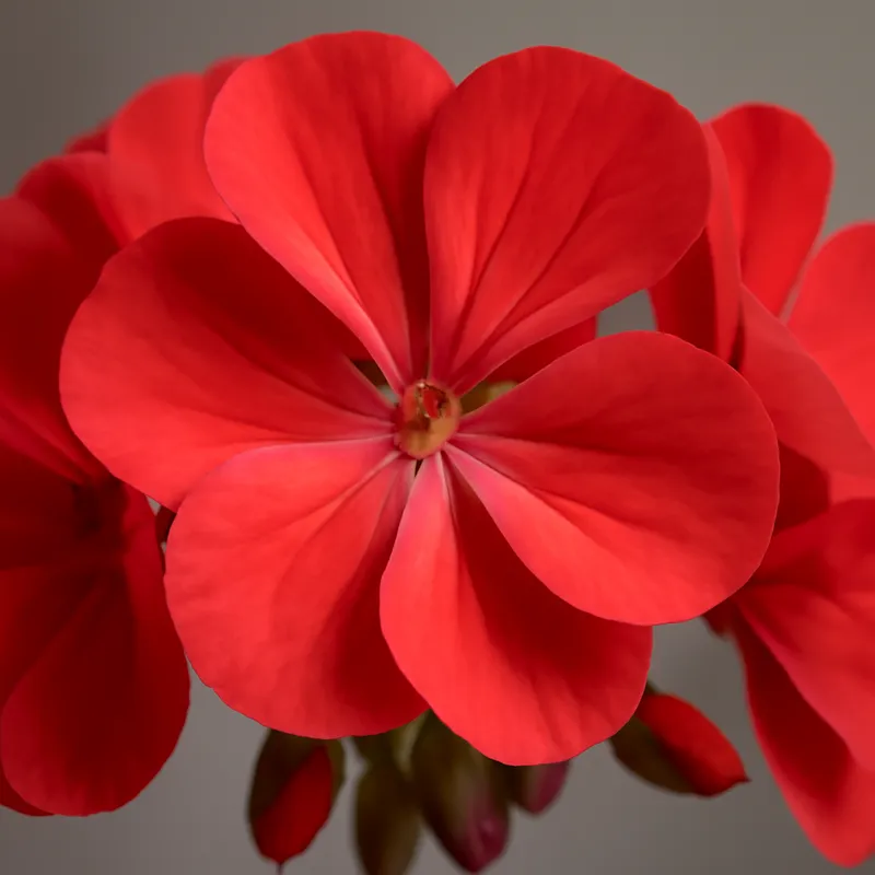 Pelargonio classico - immagine 2
