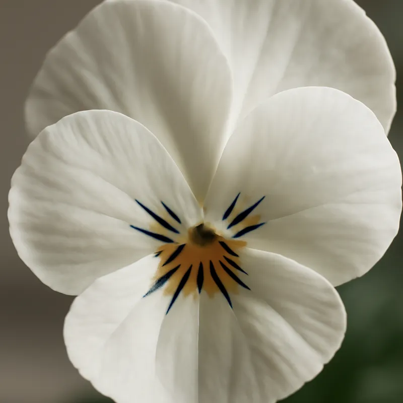 Pensiero bianco - immagine 2