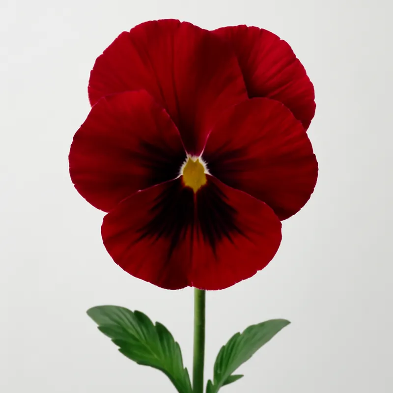 Pensiero - rosso