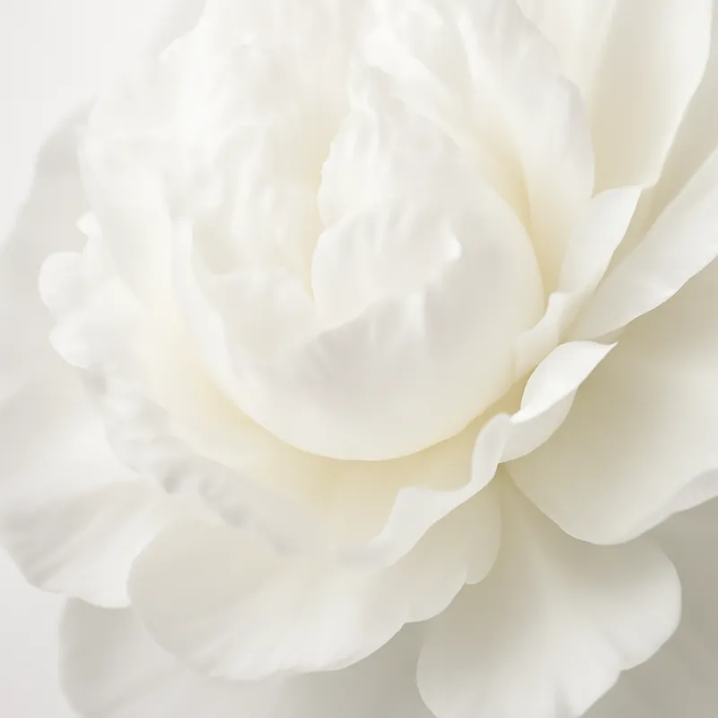 Peonia bianca - immagine 2