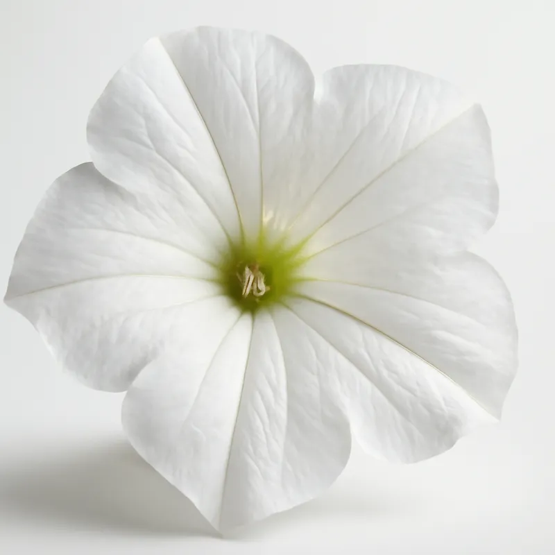 Petunia bianca - immagine 2