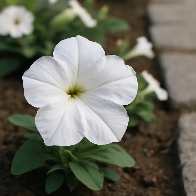 Petunia bianca - immagine 4