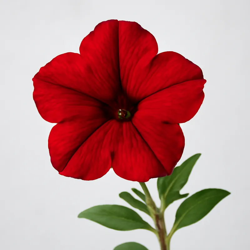 Petunia rossa