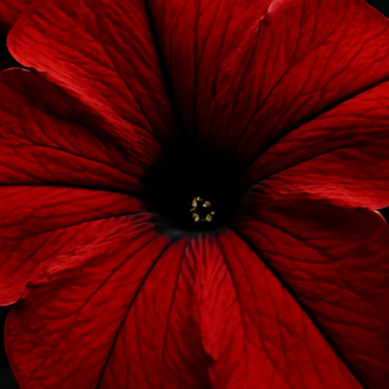 Petunia rossa - immagine 2