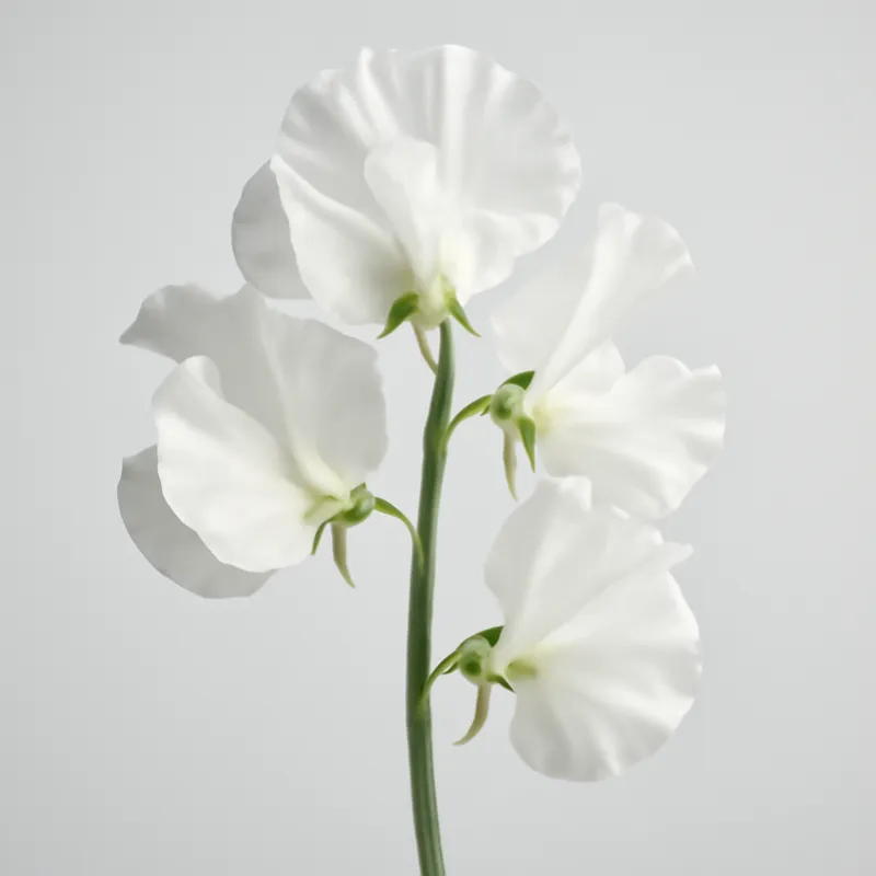 Pisello odoroso bianco