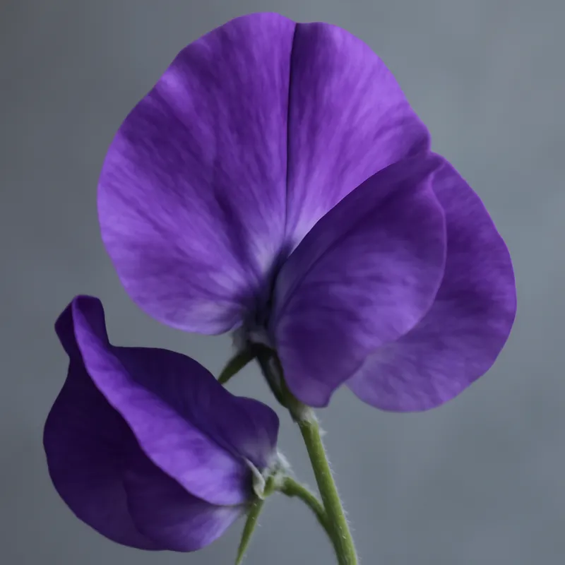 Pisello odoroso classico - immagine 2