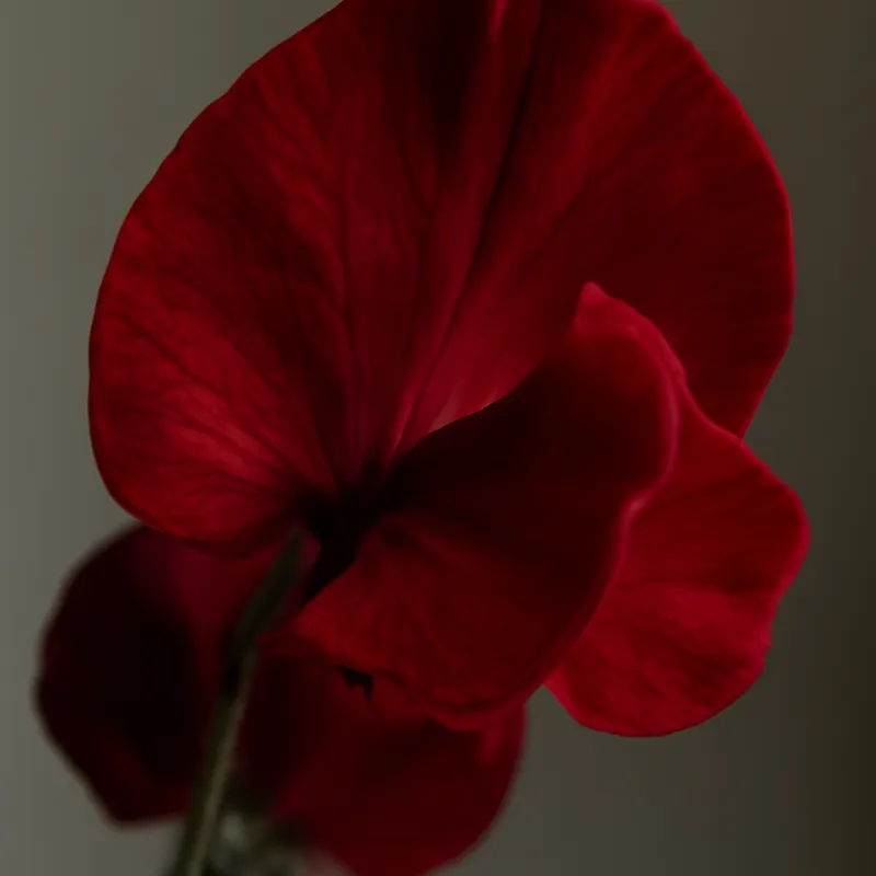 Pisello odoroso rosso - immagine 2