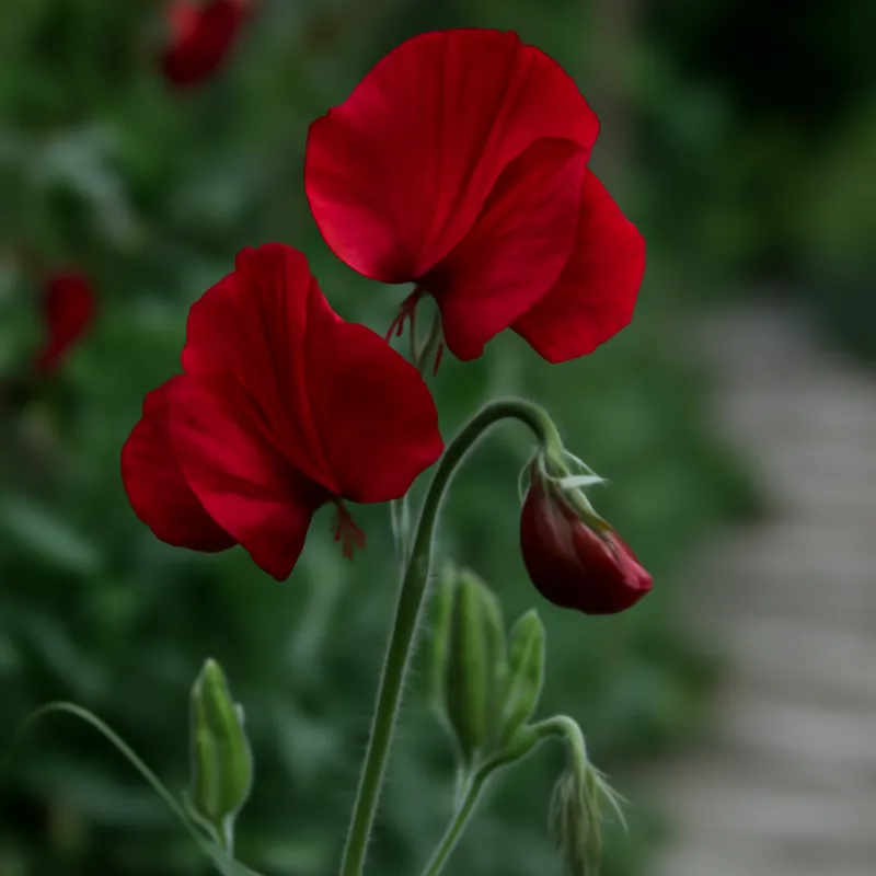 Pisello odoroso rosso - immagine 4