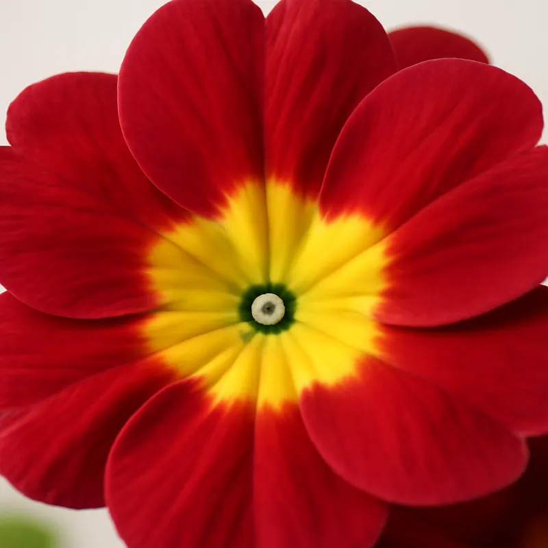 Primula classica gialla - immagine 2