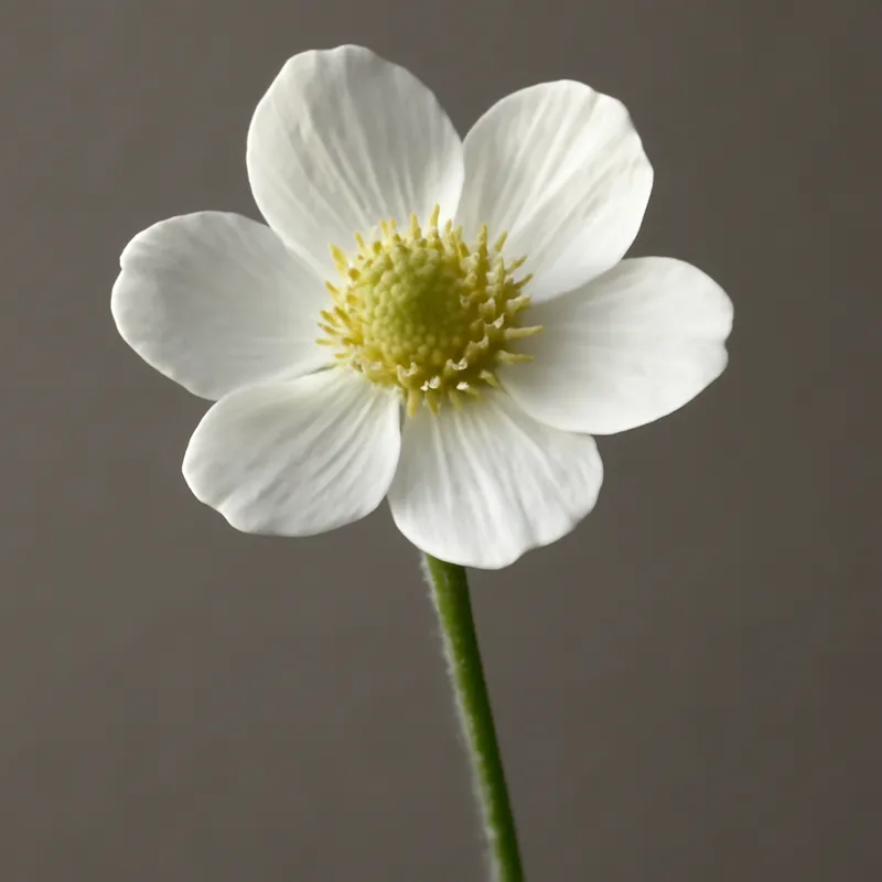 Ranuncolo bianco
