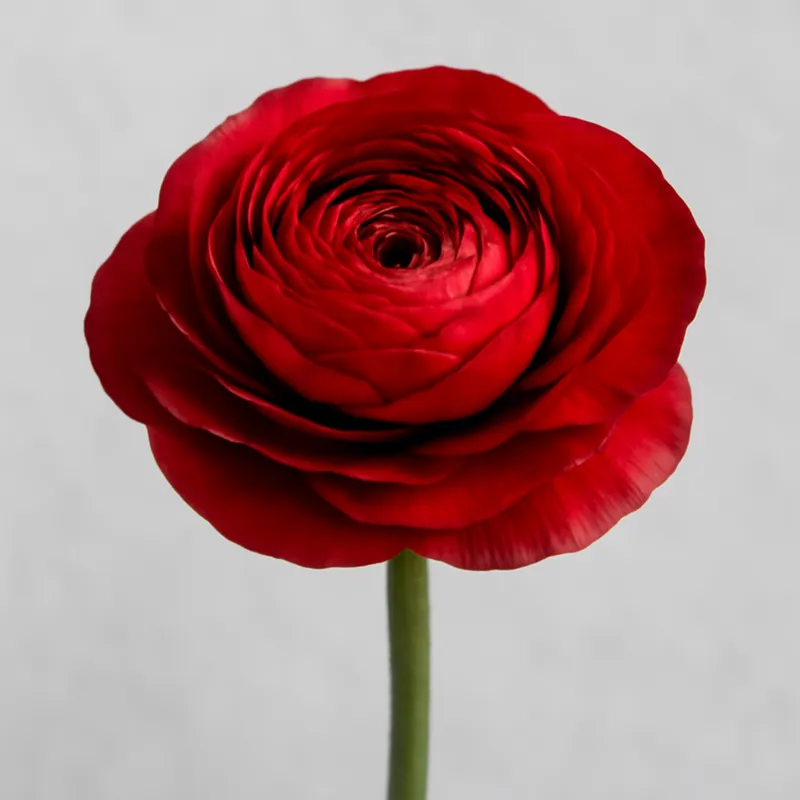 Ranuncolo rosso