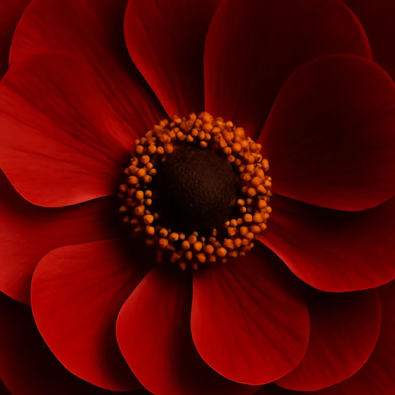 Ranuncolo rosso - immagine 2