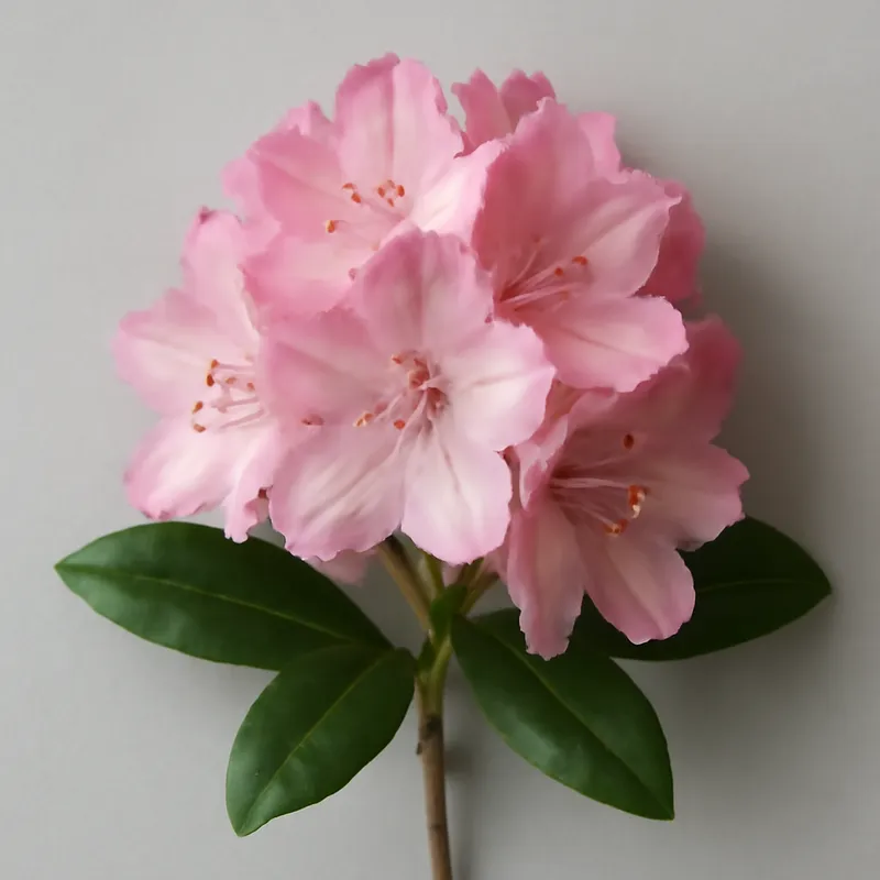 Rododendro rosa