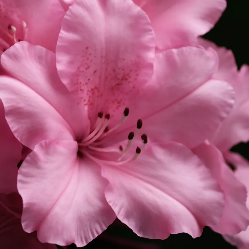 Rododendro rosa - immagine 2