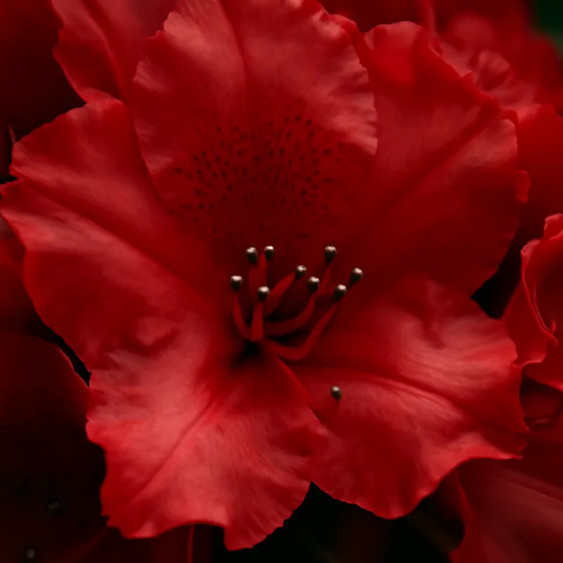 Rododendro rosso - immagine 2