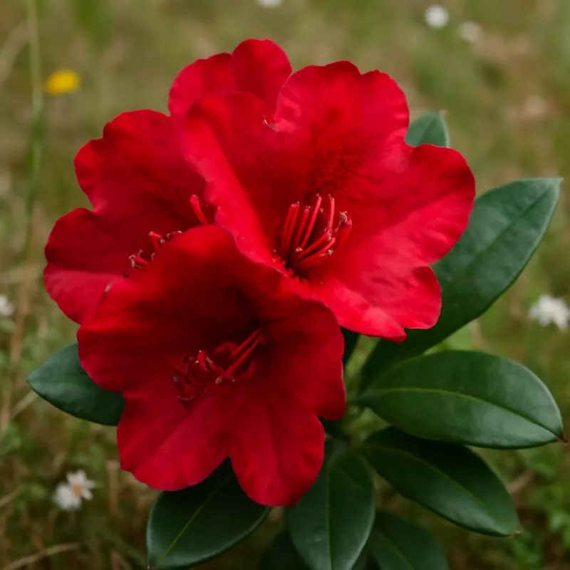 Rododendro rosso - immagine 4