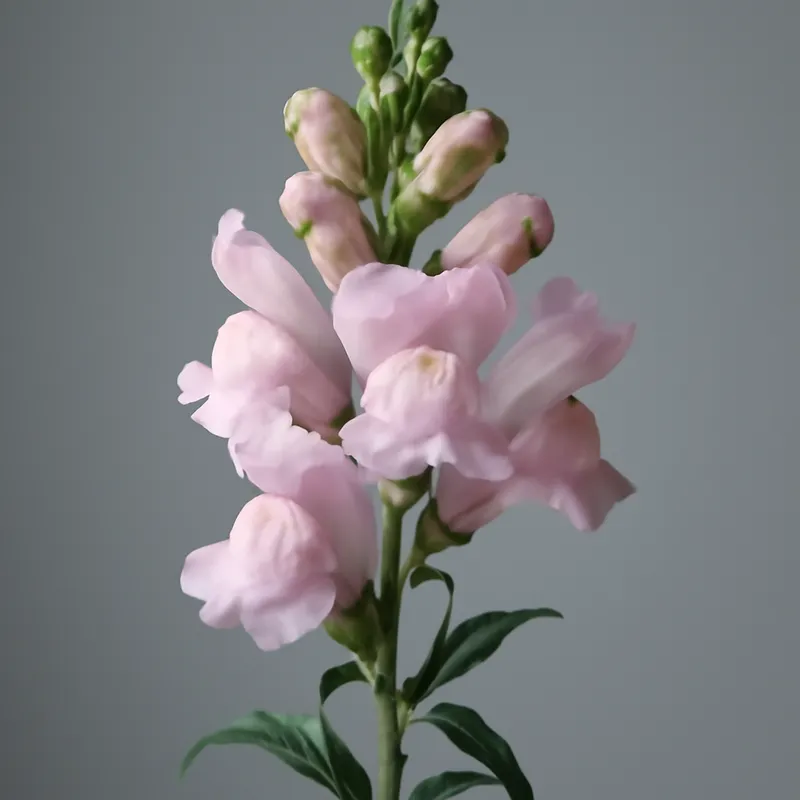 Rosa Bocca di Leone - immagine 1