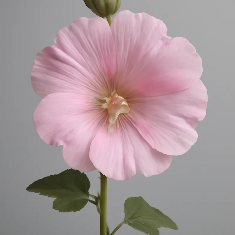 Rosa canina - rosa