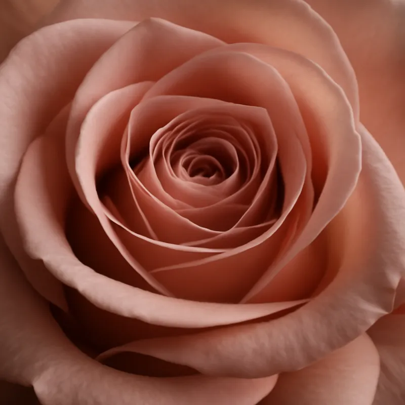 Rosa classica - immagine 2