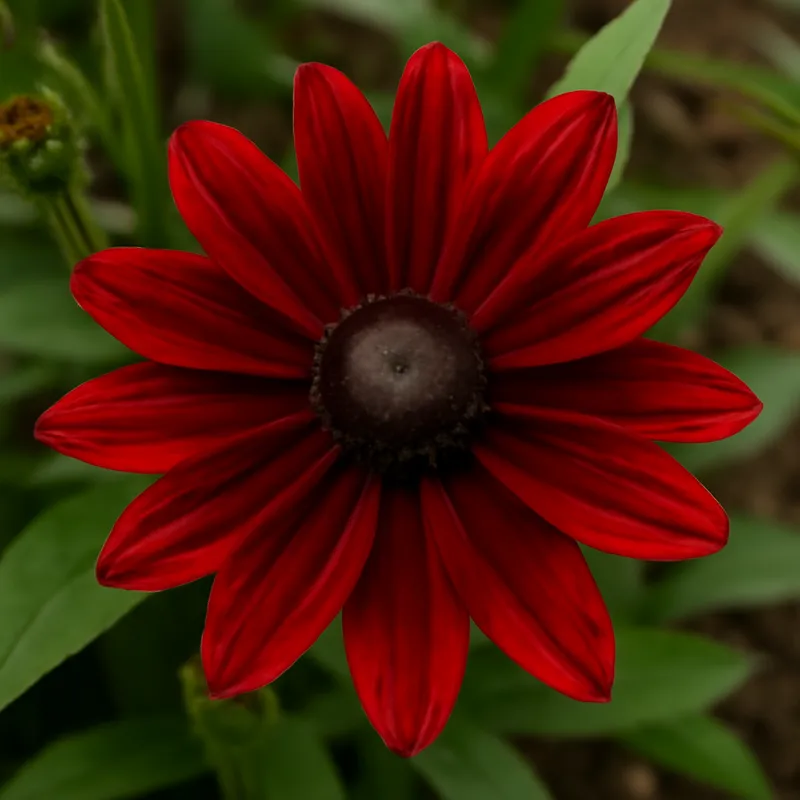 Rudbeckia rossa - immagine 4