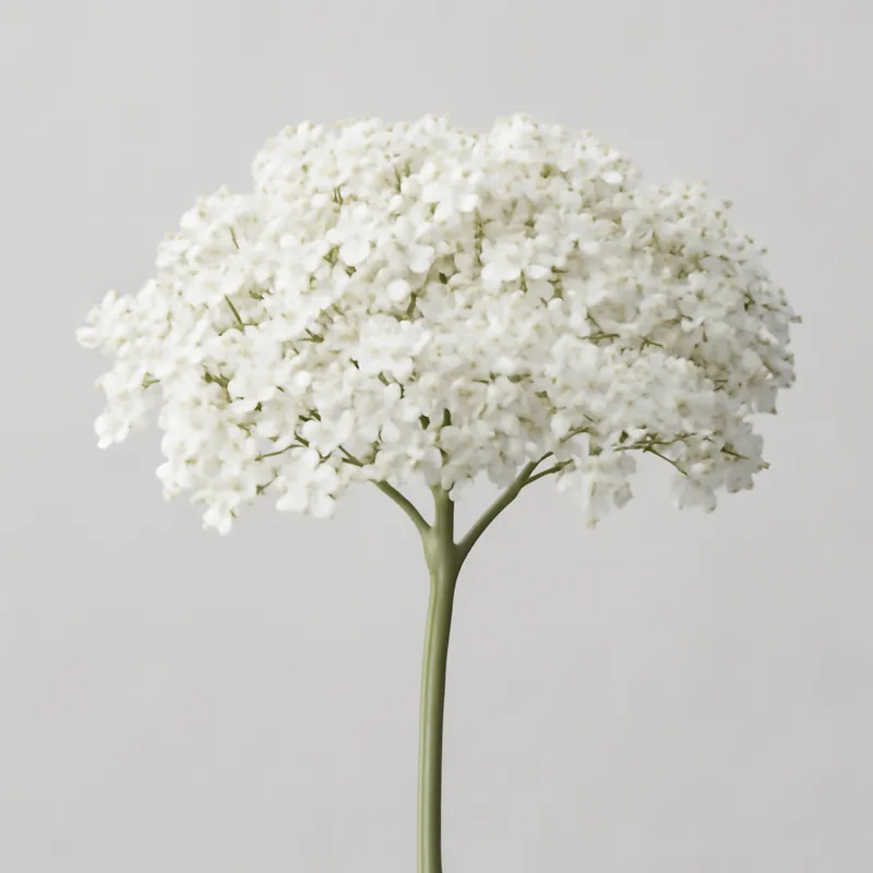 Sambuco bianco