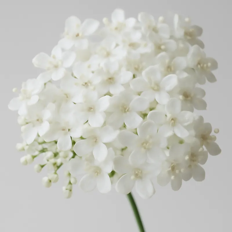 Sambuco bianco - immagine 2
