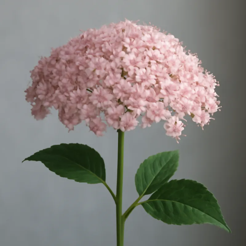 Sambuco rosa
