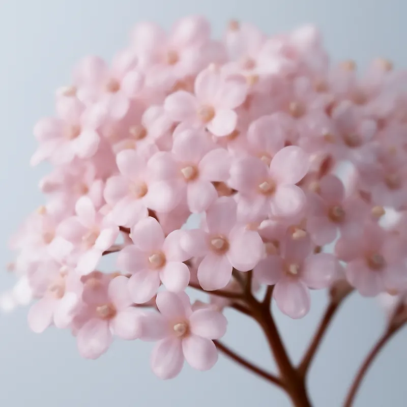 Sambuco rosa - immagine 2