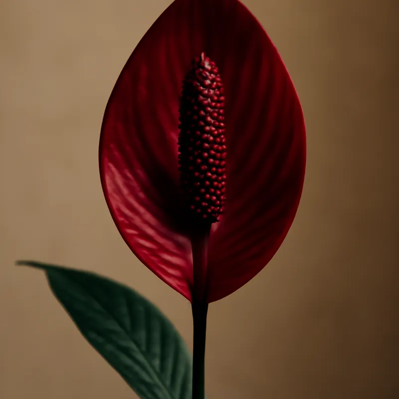 Spathiphyllum classico rosa