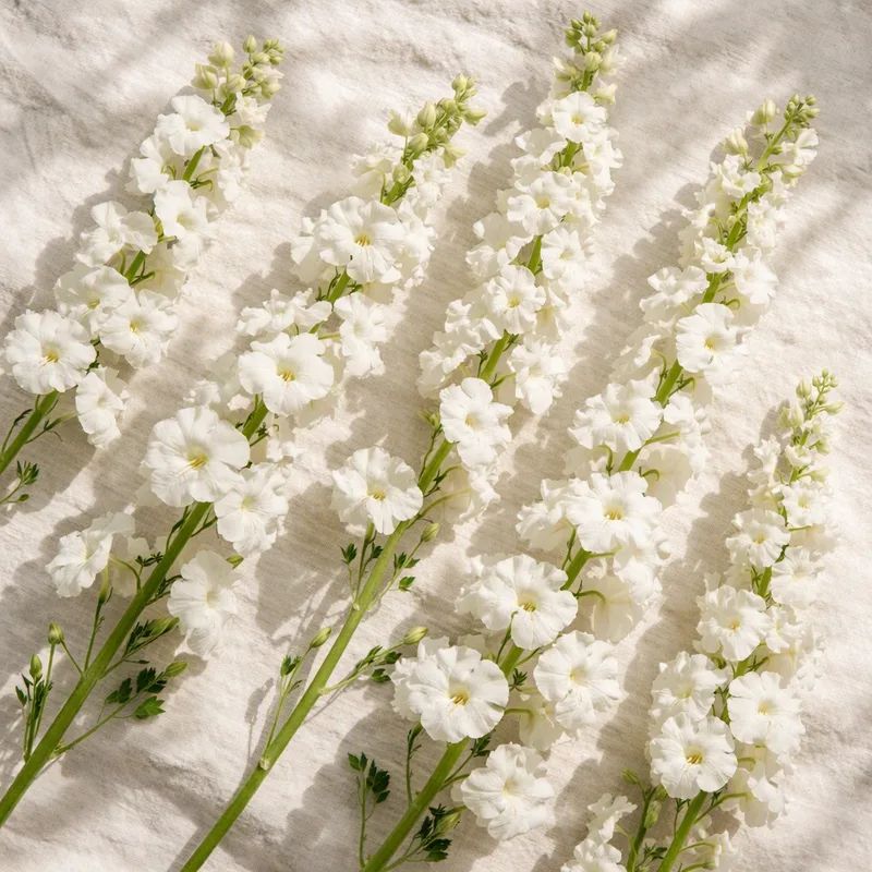 Speronella bianca - immagine 4