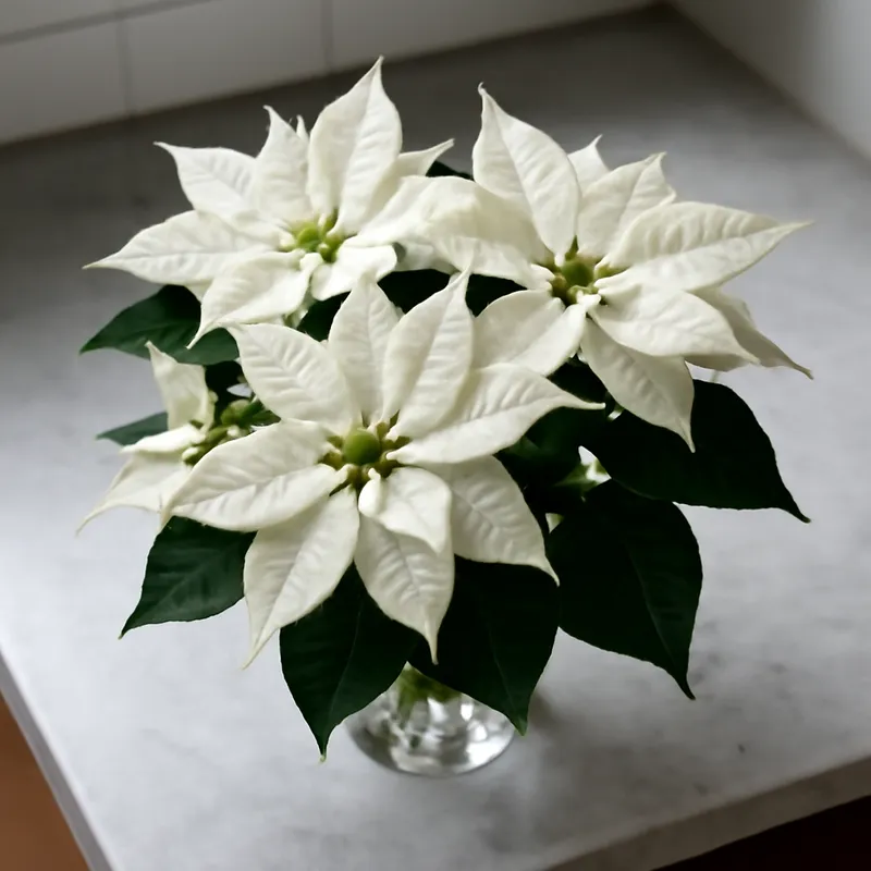 Stella di Natale bianca - immagine 3