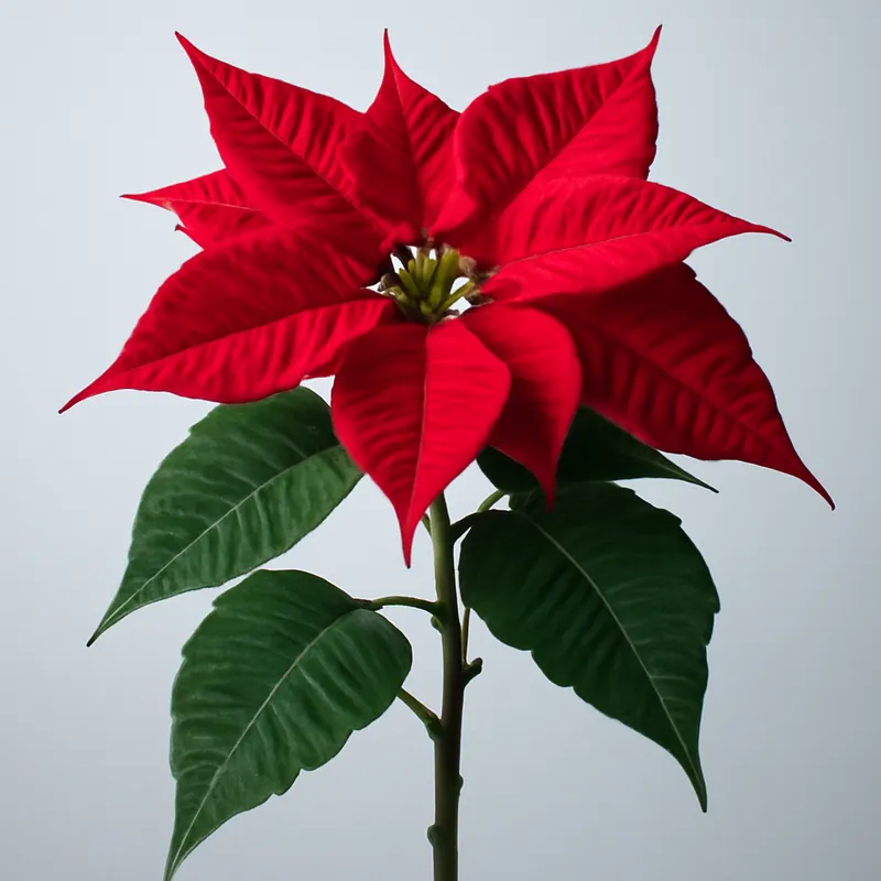 Stella di Natale classica - immagine 1
