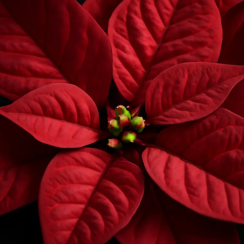 Stella di Natale classica - immagine 2
