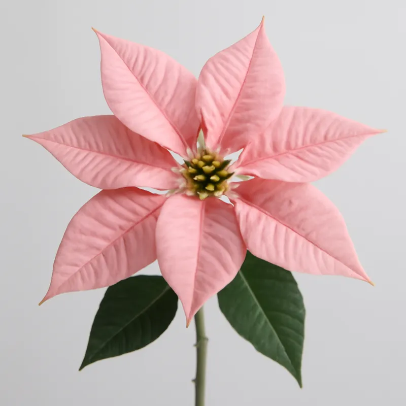 Stella di Natale rosa