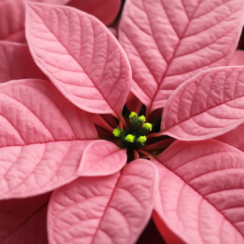 Stella di Natale rosa - immagine 2