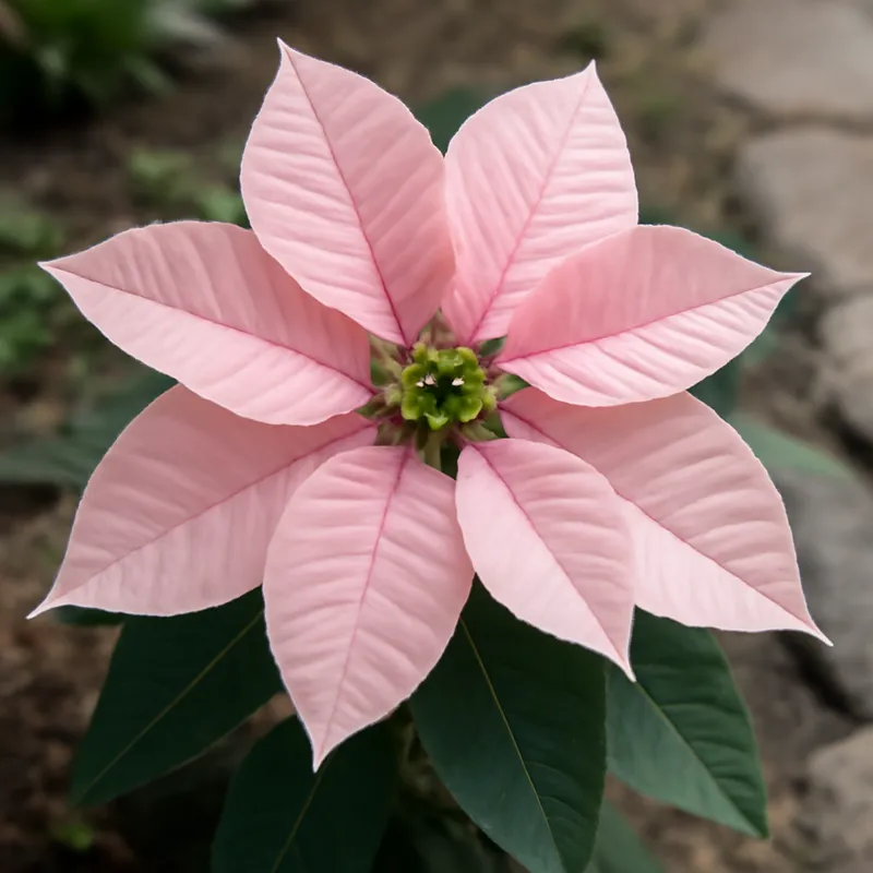 Stella di Natale rosa - immagine 4