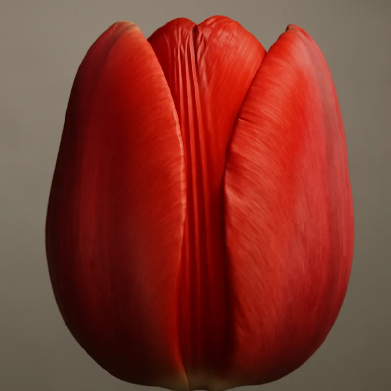 Tulipano classico giallo - immagine 2